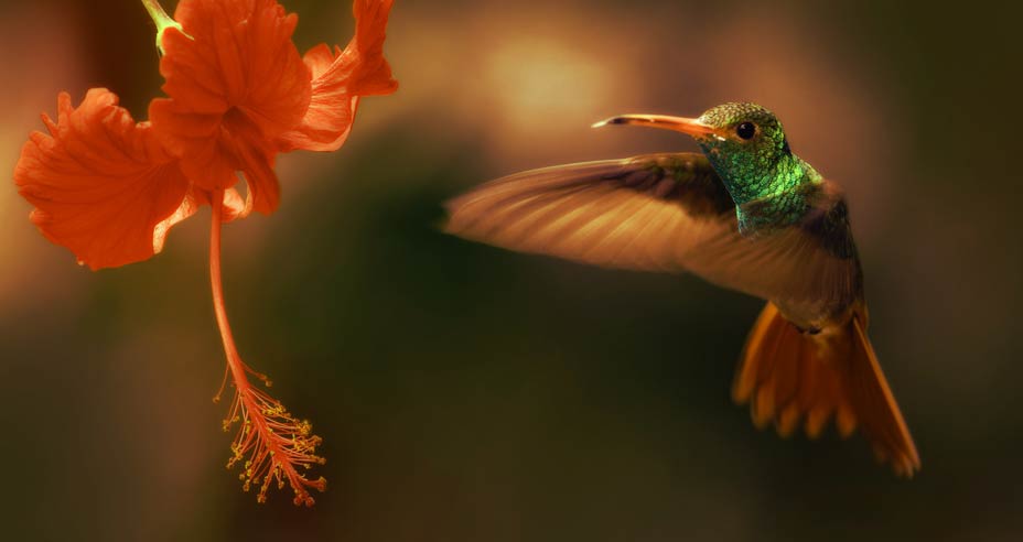 Internetgrafikdesign von codesign Werbeagentur